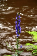 IMG_2960.jpg